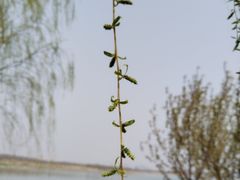 -天津东丽湖风景区