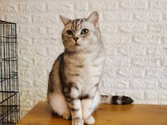 -平行世界·猫咖(首经贸店)