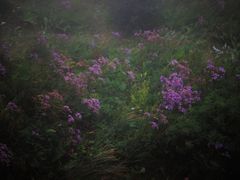 -白草畔自然风景区