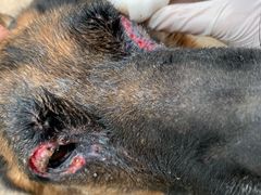 -宠颐生动物医院·心脏科·保险定点(锦阳分院)