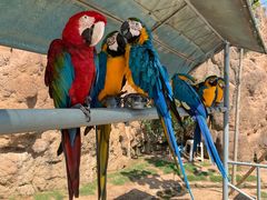 -西霞口神雕山野生动物世界