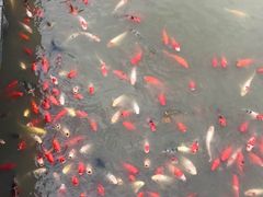 -大湾区中央湿地公园