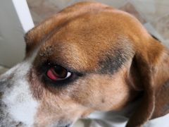 -爱侣宠医·鹦鹉专科·小型哺乳类·异宠专科(灵石路店)