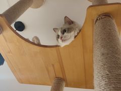 -喵园·猫主题咖啡厅·撸猫·猫咖(国贸店)