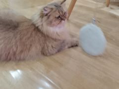 -滚猫咖啡·猫咖·猫友好撸猫(未来城店)