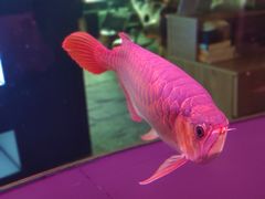 -中环花鸟鱼虫市场