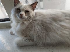 -鼓捣猫呢主题猫咖店