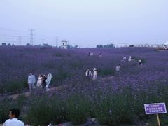 android_upload_pic-紫颐香薰山谷景区