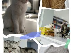 -喵的天空名猫咖啡馆·撸猫·猫舍·用品