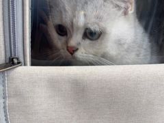 -创凡宠物医院·骨专科  猫科中心(西乡分院)
