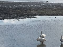 -烟墩角天鹅湖