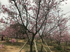 -天适樱花悠乐园