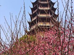 -红梅公园