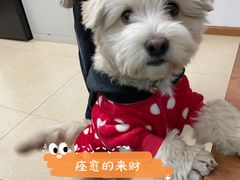 -谐和益家动物医院·免疫绝育·血液透析·宠保定点医院(高新伊藤分院)
