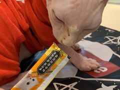 -飞行喵MR PILOT|猫舍·猫咖(静安大融城店)