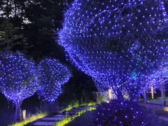 -大塘金香草谷