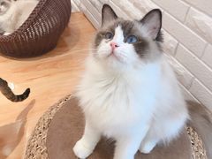 -momokira米努特·德文卷毛猫·棉花面纱犬