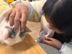 -柴迷FANS CLUB·柴犬狗咖·猫咖