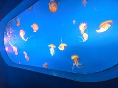 -太平洋海底世界