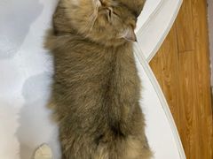-COLOR PETS 撸猫馆·购猫·猫咖(长风大悦城店)