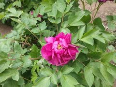 -黑龙江省森林植物园