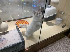 -momokira米努特·德文卷毛猫·棉花面纱犬