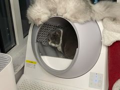 -猫大福·Fortune Cat猫舍(百子湾店)