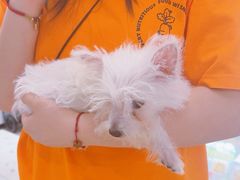 -FAELING PETS美天灵宠物(合生汇店)