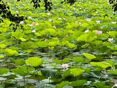 -荔湾湖公园
