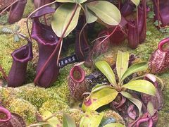 -中国科学院西双版纳热带植物园