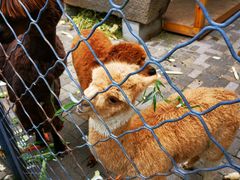 -长白岛森林公园