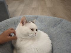 -柴迷FANS CLUB·柴犬狗咖·猫咖