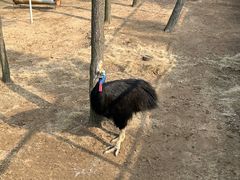 -西霞口神雕山野生动物世界