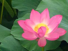 -荷塘月色湿地公园·向阳花洲