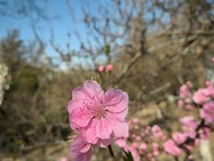 -桃花堤公园