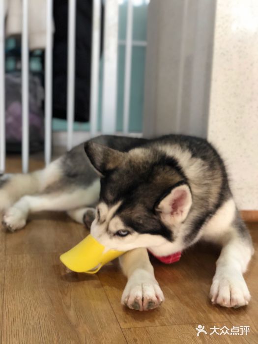 Husky Go! 哈士奇体验馆·宠物咖啡厅狗咖图片