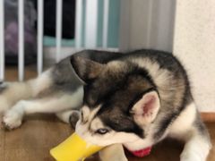 -Husky Go! 哈士奇体验馆·宠物咖啡厅狗咖