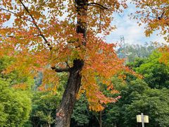 -顺峰山公园