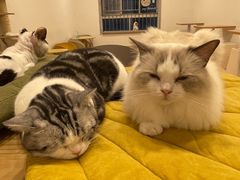 -有喵·猫咖·狗咖·30几只猫10只小狗(岗厦店)