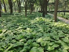 -玲珑塔公园