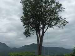 -大树秋千