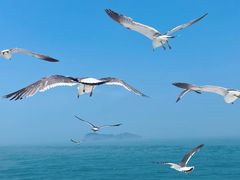 -海驴岛(荣成市)