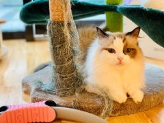 -momokira米努特·德文卷毛猫·棉花面纱犬