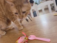 -李小姐の猫咖啡馆(五角场店)
