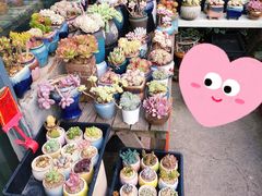 -金陵花卉交易市场