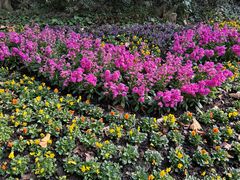 -上海共青森林公园