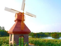 -杭州湾海上花田景区