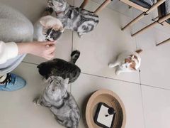 -平行世界·猫咖(首经贸店)