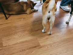 -柴犬高等学院·狗咖·柴犬售卖·宠物训练