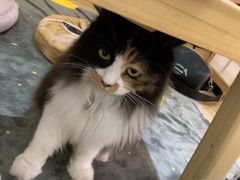 -小时光咖啡馆(开森度假森林店)